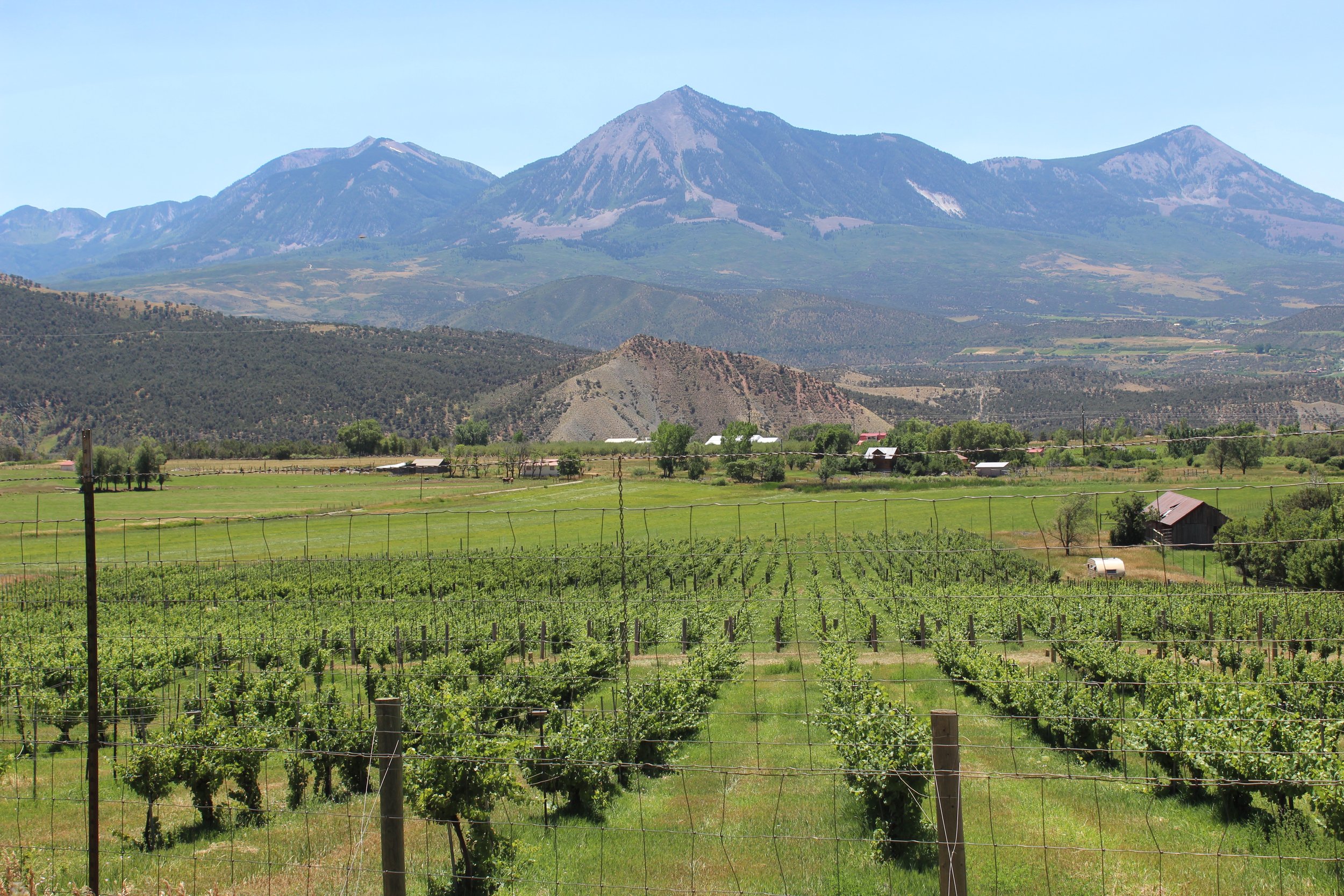 Feminist Wine Dinner