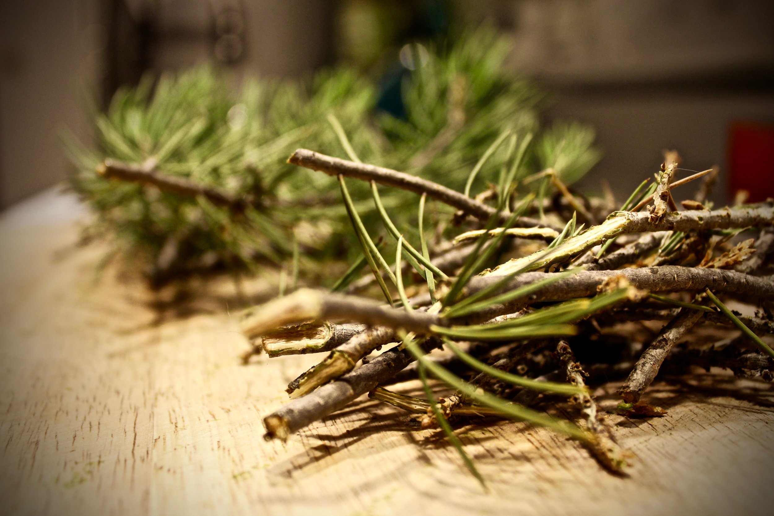 Wild Food Foraging Weekend